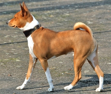 are basenjis dominant dogs
