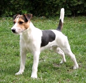 Parson Russell Terrier Dog Breed Information and History - Kennel.com