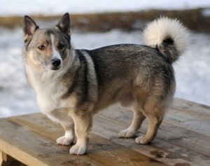 Swedish Vallhund Dog Breed Information and History - Kennel.com