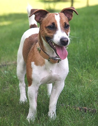Jack Russell Terrier by Plank