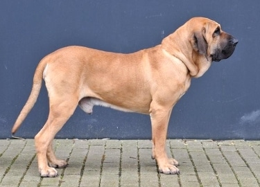 Fila Brasileiro Dog Breed Information and History 
