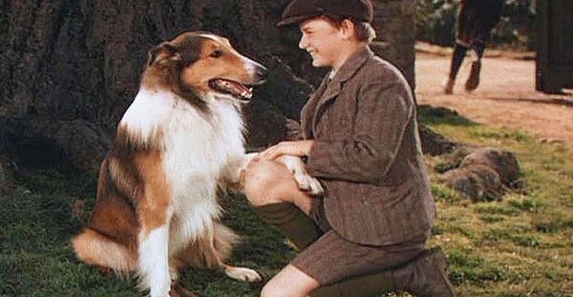 The Original 'Lassie' Dog, Pal, Lived to Be Almost 20 and Came to Set Even  After He Retired