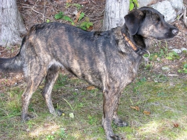 Treeing Tennessee Brindle by Hummelong